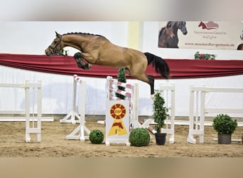 Caballo de deporte alemán, Semental, 3 años, 167 cm, Castaño