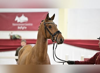 Caballo de deporte alemán, Semental, 3 años, 167 cm, Castaño