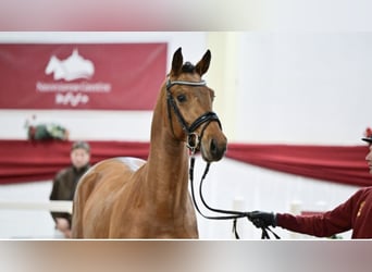 Caballo de deporte alemán, Semental, 3 años, 167 cm, Castaño