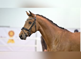 Caballo de deporte alemán, Semental, 3 años, 167 cm, Castaño