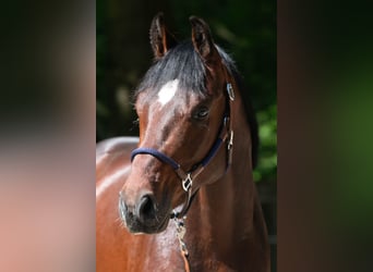 Caballo de deporte alemán, Semental, 3 años, 168 cm, Castaño