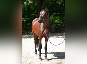 Caballo de deporte alemán, Semental, 3 años, 168 cm, Castaño