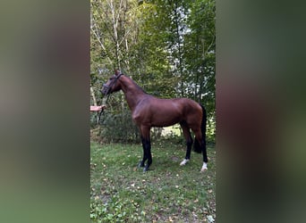 Caballo de deporte alemán, Semental, 3 años, 168 cm, Castaño