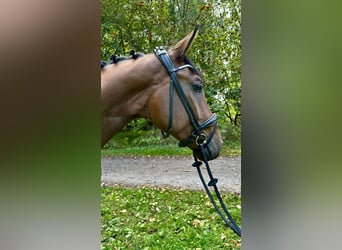 Caballo de deporte alemán, Semental, 3 años, 168 cm, Castaño