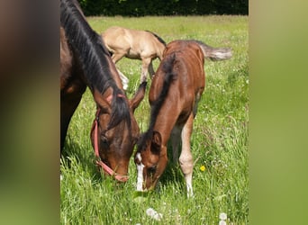 Caballo de deporte alemán, Semental, 3 años, 168 cm, Castaño oscuro