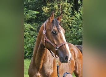 Caballo de deporte alemán, Semental, 3 años, 168 cm, Castaño oscuro