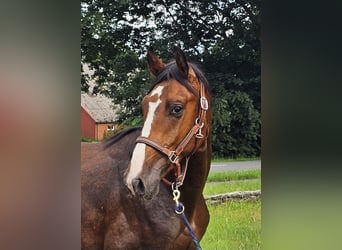 Caballo de deporte alemán, Semental, 3 años, 168 cm, Castaño oscuro