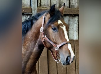 Caballo de deporte alemán, Semental, 3 años, 168 cm, Castaño oscuro