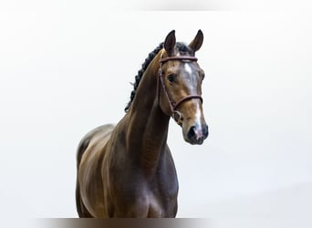Caballo de deporte alemán, Semental, 3 años, 168 cm, Castaño rojizo