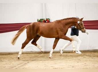 Caballo de deporte alemán, Semental, 3 años, 170 cm, Alazán
