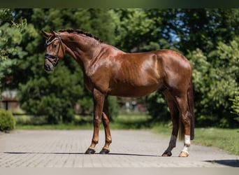 Caballo de deporte alemán, Semental, 3 años, 170 cm, Alazán-tostado