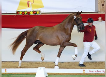 Caballo de deporte alemán, Semental, 3 años, 170 cm, Alazán-tostado