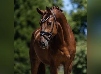 Caballo de deporte alemán, Semental, 3 años, 170 cm, Alazán-tostado