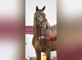 Caballo de deporte alemán, Semental, 3 años, 170 cm