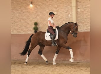 Caballo de deporte alemán, Semental, 3 años, 170 cm, Castaño oscuro
