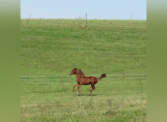 Caballo de deporte alemán, Semental, 3 años, 172 cm, Alazán