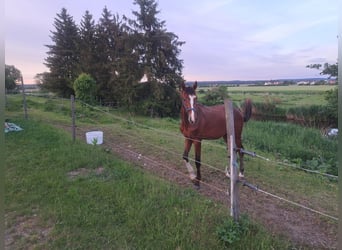 Caballo de deporte alemán, Semental, 3 años, 172 cm, Castaño