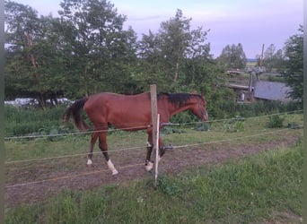 Caballo de deporte alemán, Semental, 3 años, 172 cm, Castaño