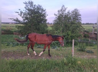 Caballo de deporte alemán, Semental, 3 años, 172 cm, Castaño