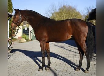 Caballo de deporte alemán, Semental, 3 años, 172 cm, Castaño