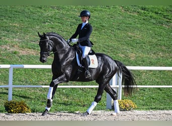 Caballo de deporte alemán, Semental, 3 años, 172 cm, Negro