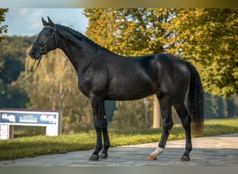 Caballo de deporte alemán, Semental, 3 años, 172 cm, Negro