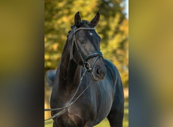 Caballo de deporte alemán, Semental, 3 años, 172 cm, Negro