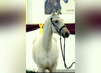 Caballo de deporte alemán, Semental, 3 años, 172 cm, Palomino