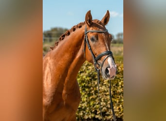 Caballo de deporte alemán, Semental, 3 años, Alazán