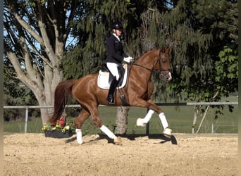 Caballo de deporte alemán, Semental, 3 años, Alazán