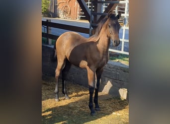 Caballo de deporte alemán, Semental, 3 años, Tordo