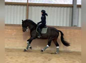 Caballo de deporte alemán, Semental, 4 años, 163 cm