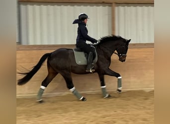 Caballo de deporte alemán, Semental, 4 años, 163 cm, Castaño oscuro