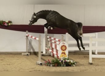 Caballo de deporte alemán, Semental, 4 años, 164 cm, Tordo