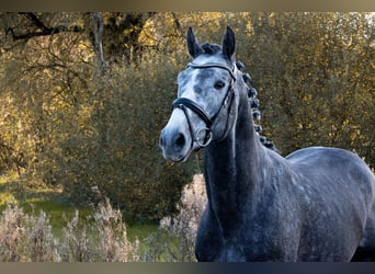 Caballo de deporte alemán, Semental, 4 años, 164 cm, Tordo