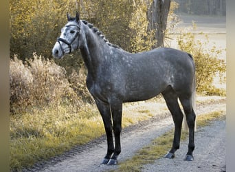 Caballo de deporte alemán, Semental, 4 años, 164 cm, Tordo