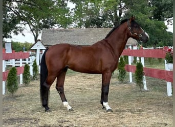 Caballo de deporte alemán, Semental, 4 años, 165 cm, Castaño