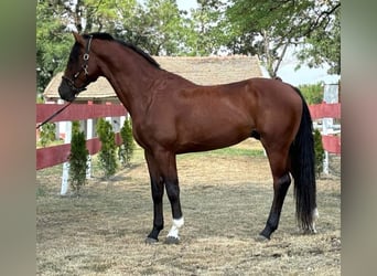 Caballo de deporte alemán, Semental, 4 años, 165 cm, Castaño