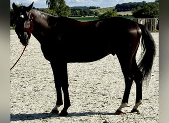 Caballo de deporte alemán, Semental, 4 años, 166 cm, Negro