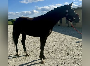 Caballo de deporte alemán, Semental, 4 años, 166 cm, Negro