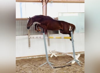 Caballo de deporte alemán, Semental, 4 años, 167 cm, Alazán