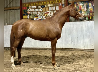 Caballo de deporte alemán, Semental, 4 años, 167 cm, Alazán