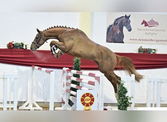 Caballo de deporte alemán, Semental, 4 años, 167 cm, Alazán