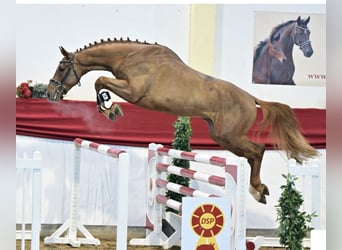 Caballo de deporte alemán, Semental, 4 años, 167 cm, Alazán