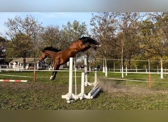 Caballo de deporte alemán, Semental, 4 años, 167 cm, Castaño