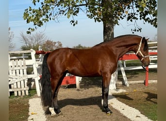 Caballo de deporte alemán, Semental, 4 años, 167 cm, Castaño