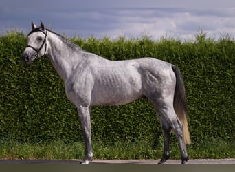 Caballo de deporte alemán, Semental, 4 años, 169 cm, Tordo
