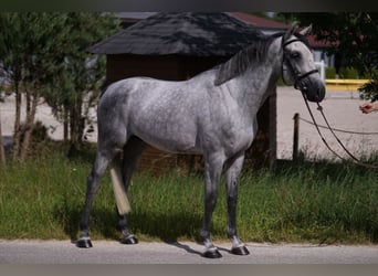 Caballo de deporte alemán, Semental, 4 años, 169 cm, Tordo