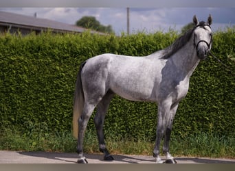 Caballo de deporte alemán, Semental, 4 años, 169 cm, Tordo