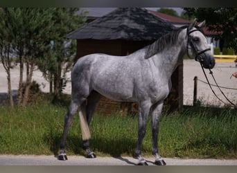 Caballo de deporte alemán, Semental, 4 años, 169 cm, Tordo
